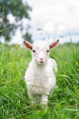 White goat in the garden eats young succulent grass, breeding goats