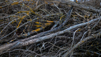 Rough tangled dry mossy branches on the ground pattern texture background