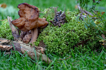Gyromitra infula commonly known as the hooded false morel or the elfin saddle