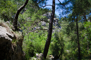 tree in the forest  Linkia way, Turkey