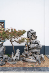Green bonsai on background of rock