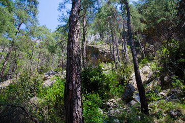 trees in the forest  Linkia way, Turkey