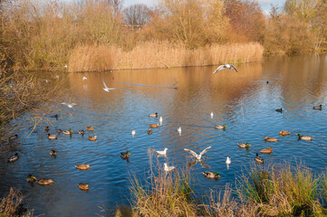 Ententeich Hannover Bemerode