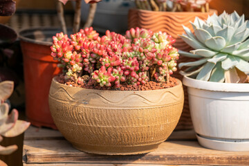 Miniature succulent plants (succulent cactus) at the garden