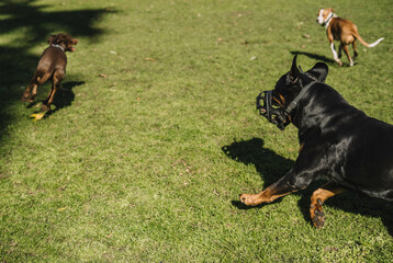 Perros jugando alegremente en el parque