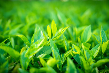 Green grass and leaves in the setting sun