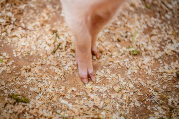 Close-up of cute little feet of a dirty pig running around in the fresh air on the farm.