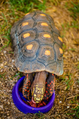 turtle eating food from the feeder close-up