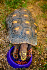 turtle eating food from the feeder close-up