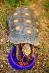 turtle eating food from the feeder close-up