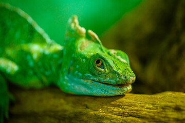 Green Iguana closeupon branch, animal closeup
