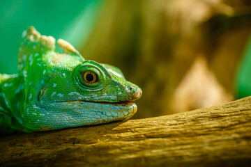 Green Iguana closeupon branch, animal closeup