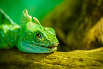 Naklejka na ściany i meble Green Iguana closeupon branch, animal closeup