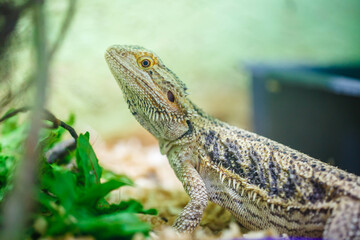 Lizard on a branch in the aquarium at the zoo.