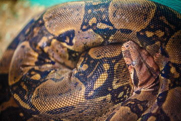 ball python on a brown wood color.Purple Albino Ball Python on white background.