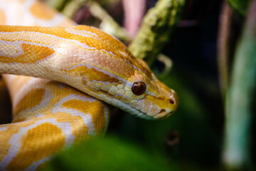 Burmese yellow and white python snake. Close-up