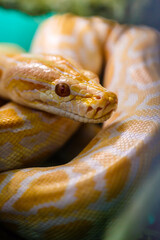 Burmese yellow and white python snake. Close-up