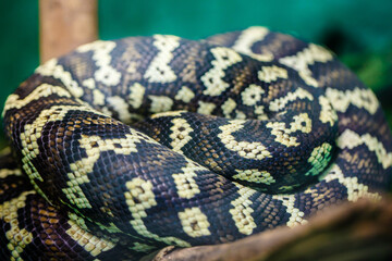 Fototapeta premium Decorative snakes in the aquarium at the zoo bask in the sun.