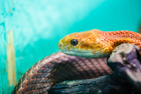 The Patola python snake, also known as the bush python, is a non-venomous snake native to Indonesia, Papua New Guinea and Australia.