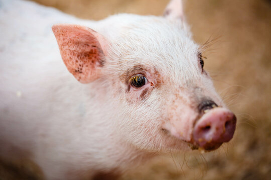 Piglet waiting feed. Pig indoor on a farm yard. swine in the stall.  Portrait animal.