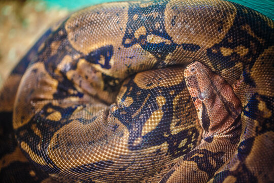 ball python on a brown wood color.Purple Albino Ball Python on white background.