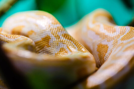 Burmese yellow and white python snake. Close-up