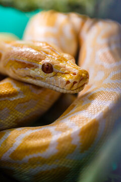 Burmese yellow and white python snake. Close-up