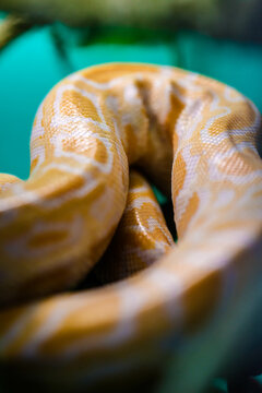 Burmese yellow and white python snake. Close-up