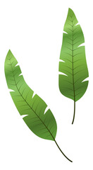 Obraz premium Palm leaves. Exotic floral greenery. Tropical tree foliage