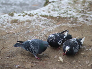 Doves fight for a piece of bread