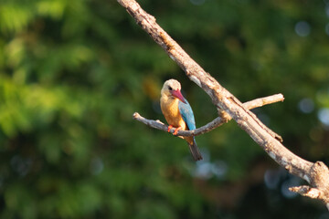 kingfisher in Borneo, Malaysia