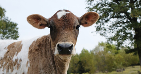 Cute crossbred beef calf looking curious in farm field. © ccestep8