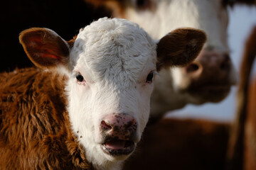 Hereford beef calf on farm with herd blurred background in shallow depth of field for baby cow portrait.