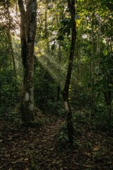 Obraz premium Rainforest in the Borneo island