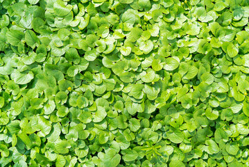 Fototapeta premium Green natural background of fresh green leaves