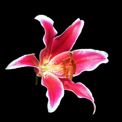 Large flower of a red lily with a white edging. Hybrid. Isolated on a black background