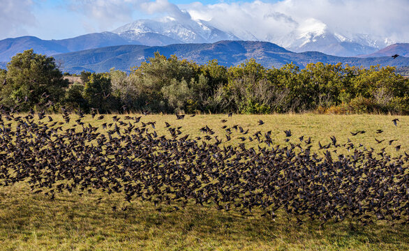 Envol d'une nu&eacute;e d'&eacute;tourneaux surveill&eacute;s par le Canigou