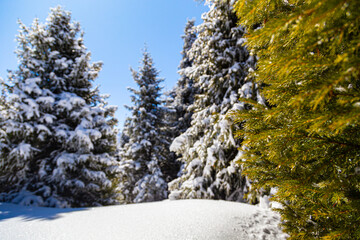 Panoramic shot of new year winter landscape, snowdrifts to replace wall background and model, trees in snow pine trees, fir trees