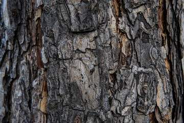 Macro exture of tree bark, aged wood, chips, cracks, moss, photophone for screensaver and print