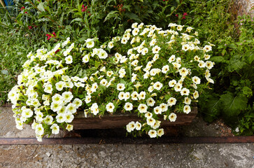 Petunia, White Petunias in the pot. Vintage or rural garden design lush blooming colorful common garden petunias in pot blurred background. Family name Solanaceae,Scientific name Petunia hybrida