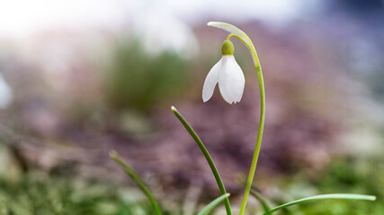 Natural background with first spring flowers white snowdrops