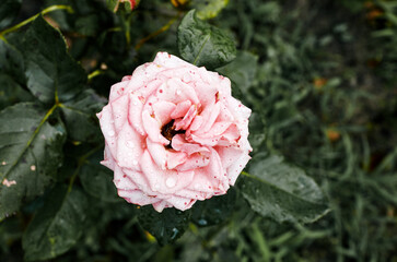 Pink rose with water drops in the garden. A bush of beautiful rose in summer light. Beautiful spring or summer blooming rose plant