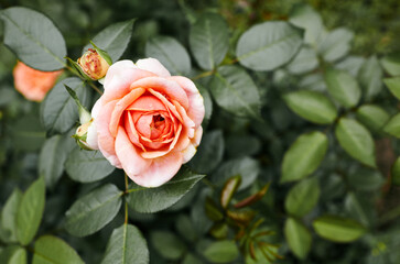 Pink rose in the garden. A bush of beautiful rose in summer light. Beautiful spring or summer blooming rose plant