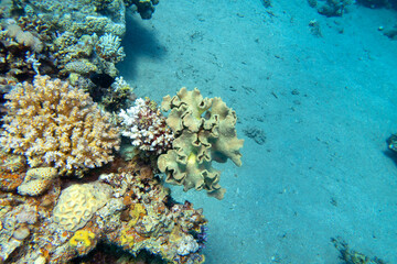 Naklejka na ściany i meble Colorful coral reef at the bottom of tropical sea, Sarcophyton coral, underwater landscape
