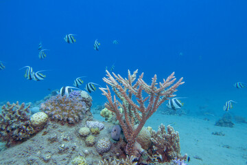 Colorful, picturesque coral reef at the bottom of tropical sea, great acropora coral and schooling bannerfish (Heniochus diphreutes), underwater landscape - obrazy, fototapety, plakaty