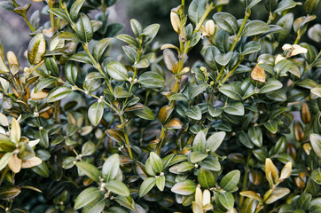 Fototapeta premium Close-up of evergreen bush boxwood in the garden. Boxwood wall in natural conditions. Family name Buxaceae, Scientific name Buxus. Selective focus with shallow depth of field