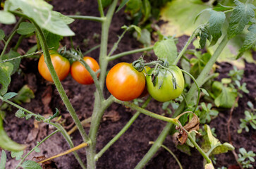 Tomato grows in the garden. Growing fresh vegetables at farm