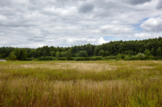 Dense forest against the sky and meadows. Beautiful landscape of a row of trees and blue sky background