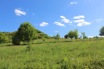 meadow-pasture near Maglaj, Bosnia and Herzegovina