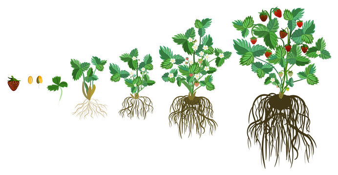 strawberry plant growth stages, life cycle of strawberry from seed to strawberry plant